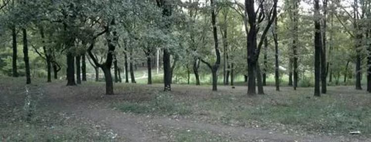 Роща &laquo;Дубки&raquo;